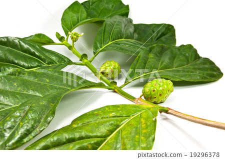 Morinda citrifolia 19296378