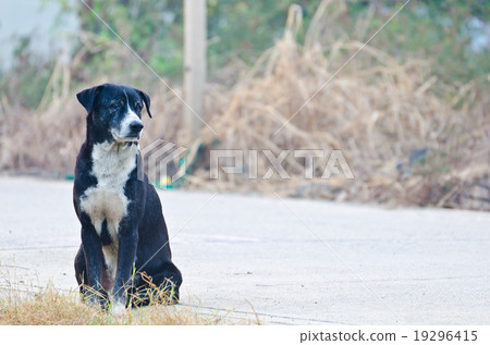 Dog Waiting Dog Waiting 19296415