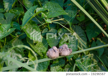 Two baby doves hold on leaf 19296567