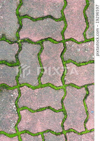 Green grass between cement brick Green grass between cement brick 19296597