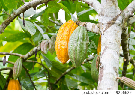 cocoa fruit in the tree 19296622