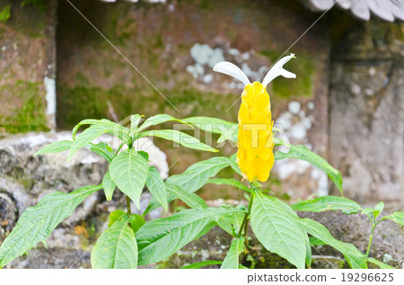 yellow flower of acanthaceae 19296625