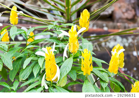 yellow flower of acanthaceae 19296631