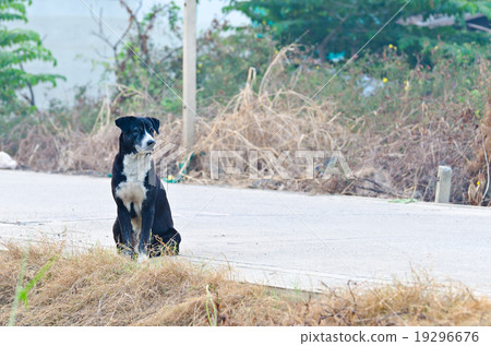 Dog Waiting 19296676