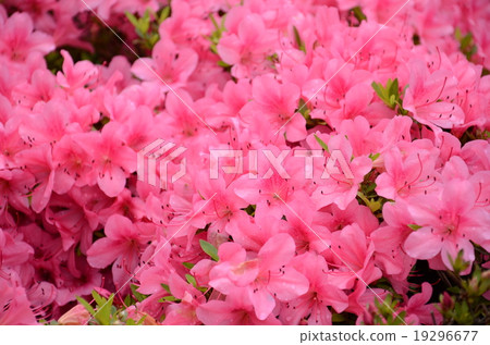 close up group of cerise pink flowers 19296677