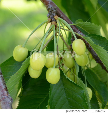 Sweet cherries hanging on tree branch Sweet cherries hanging on tree branch 19296737