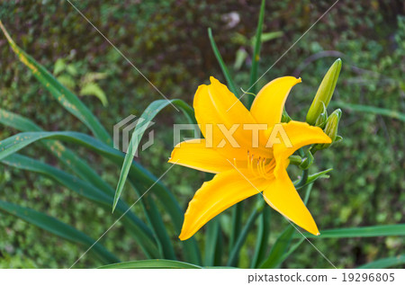 Yellow lily against the wind 19296805