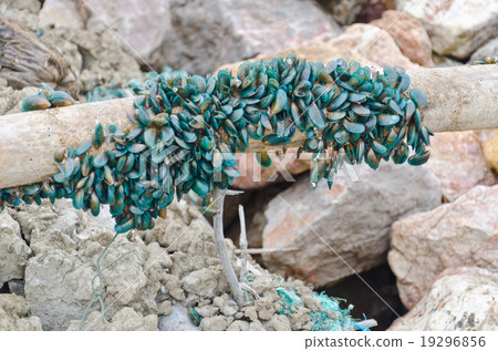 Sea Mussels Sea Mussels 19296856