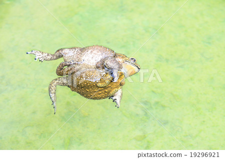 toads hug and die toads hug and die 19296921