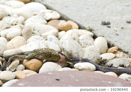 Cobra eating toad Cobra eating toad 19296940