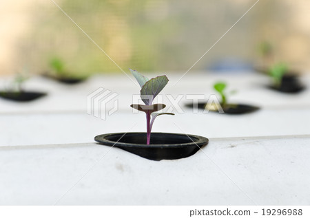 hydroponic system seedling hydroponic system seedling 19296988