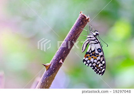 Butterfly hold on branch Butterfly hold on branch 19297048