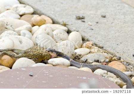 Cobra eating toad Cobra eating toad 19297118