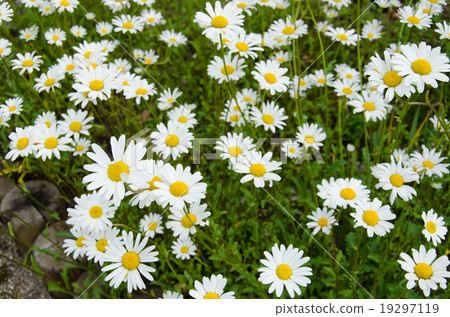 white daisy flowers white daisy flowers 19297119