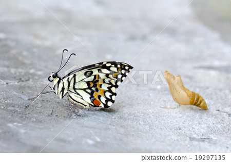 Butterfly baby on floor Butterfly baby on floor 19297135
