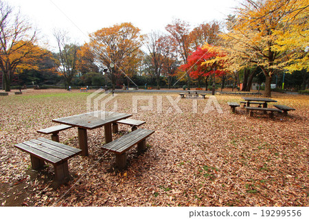 和田Hori公園秋葉 19299556