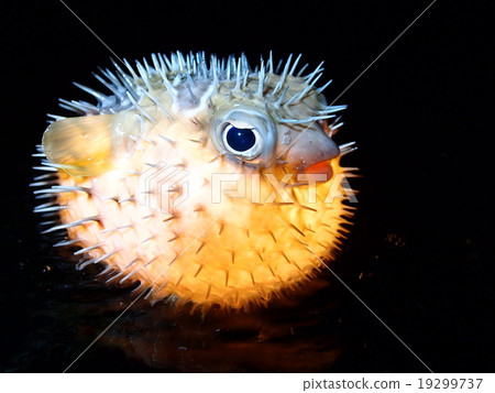 Hari Senson沒有燈籠夜潛水呼吸管 19299737