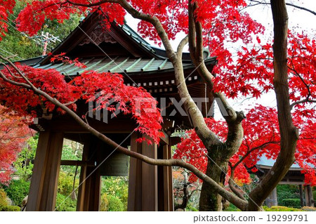 Kamakura Kuranji temple bell tower and autumn leaves 19299791