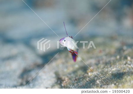 Akebono-herze Okinawa main island Akebono-herze Okinawa main island 19300420