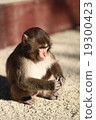 Japanese monkey Takasaki 19300423