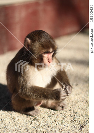 Japanese monkey Takasaki Japanese monkey Takasaki 19300423