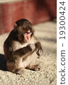 Japanese monkey Takasaki 19300424