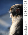 Japanese monkey Takasaki 19300425