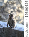 Japanese monkey Takasaki 19300426