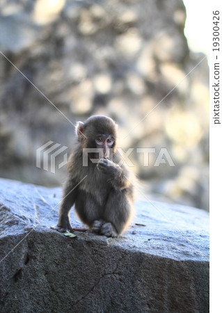 Japanese monkey Takasaki 19300426