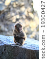 Japanese monkey Takasaki 19300427