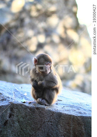 Japanese monkey Takasaki 19300427