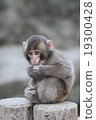 Japanese monkey Takasaki 19300428
