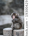 Japanese monkey Takasaki 19300429