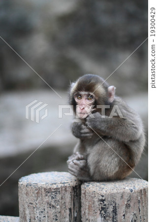 Japanese monkey Takasaki Japanese monkey Takasaki 19300429