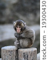 Japanese monkey Takasaki 19300430