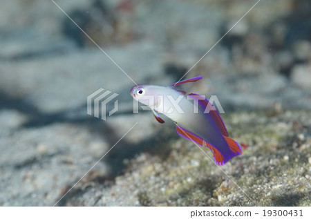 Akebono-herze Okinawa main island 19300431