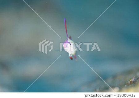 Akebono-herze Okinawa main island 19300432