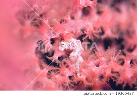 侏儒海馬沖繩島主島 19300457