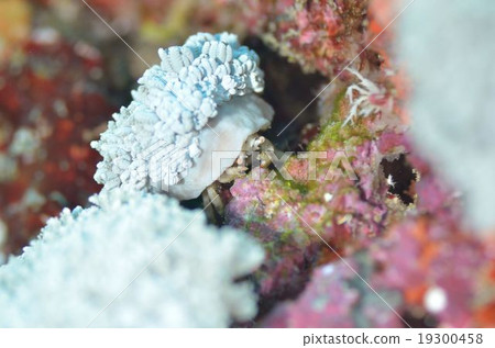 猴麵包樹Kaikamuri沖繩島主島 19300458