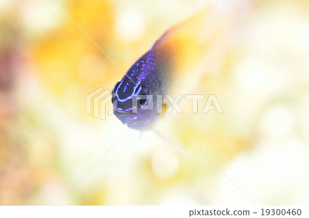Lemon sparrow 19300460