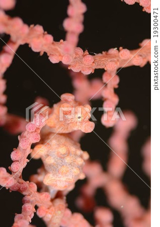 侏儒海馬沖繩島主島 侏儒海馬沖繩島主島 19300471