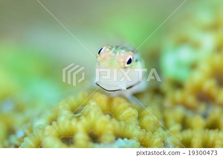 石垣青蛙沖繩主島 19300473