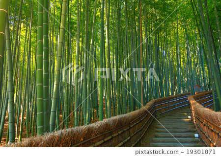 在竹林中的走廊 19301071