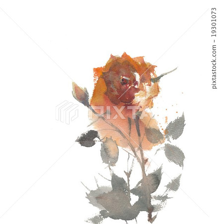 玫瑰 玫瑰 19301073