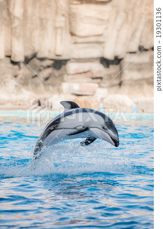 海豚 海豚 19301136