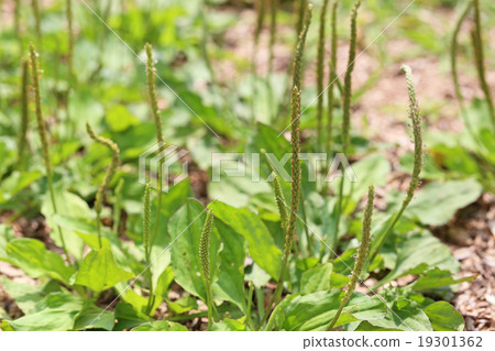 車前草 車前草 19301362