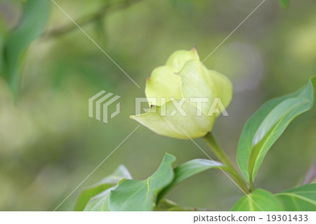 山茱萸 山茱萸 19301433