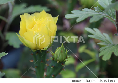 Petice cactus 19301463