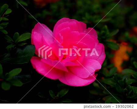 Sakanpa pink flowers 19302062