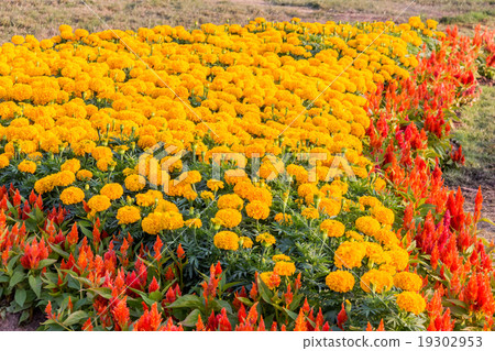 Marigold flower and other spring flower Marigold flower and other spring flower 19302953